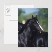 Het Arabische Krassen van het Paard Briefkaart (Voorkant / Achterkant)