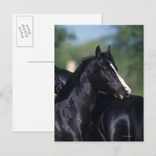 Het Arabische Krassen van het Paard Briefkaart (Voorkant / Achterkant)