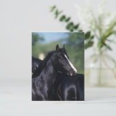 Het Arabische Krassen van het Paard Briefkaart (Staand voorkant)