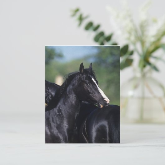 Het Arabische Krassen van het Paard Briefkaart (Staand voorkant)