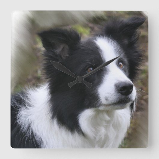 Het Art. van border collie Vierkante Klok (Voorkant)
