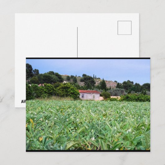 Het Artisjokkenveld Briefkaart (Voorkant / Achterkant)