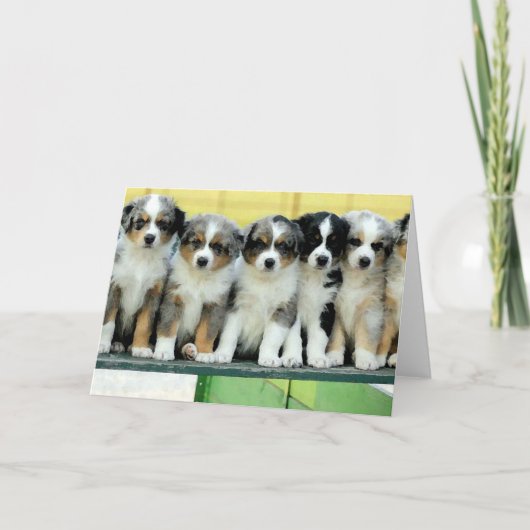 Het Australische Lege Wenskaart van het "puppy" Kaart (Voorkant)