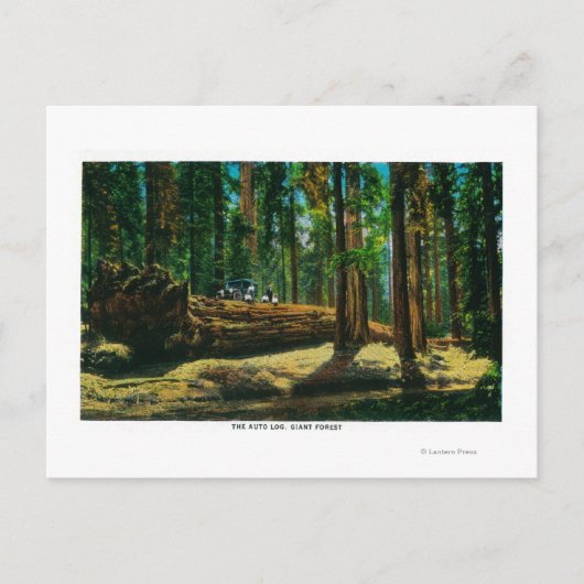 Het auto Login reuzenbos, sequoia's Briefkaart (Voorkant)