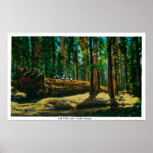 Het auto Login reuzenbos, sequoia's Poster