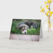 Het Baby van de brak op Gras Kaart (Gele Bloem)