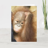 Het Baby van de orangoetan Kaart (Voorkant)