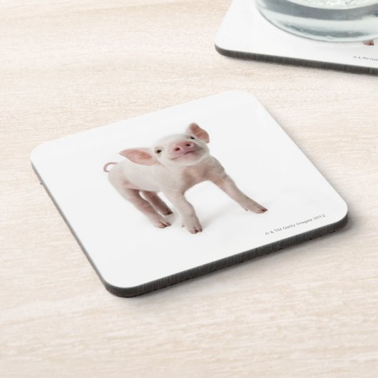 Het beeld van het varken omhoog kijkt drankjes onderzetter (Linkerzijde)