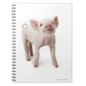 Het beeld van het varken omhoog kijkt notitieboek (Voorkant)