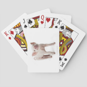 Het beeld van het varken omhoog kijkt pokerkaarten
