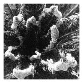 Het begin foto afdruk (Voorkant)