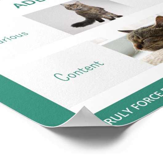 Het begrip Taal van het KatLichaam 16 x 20 Poster (Hoek)