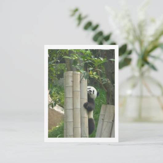 Het beklimmen van de panda briefkaart (Staand voorkant)
