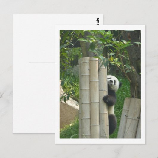 Het beklimmen van de panda briefkaart (Voorkant / Achterkant)