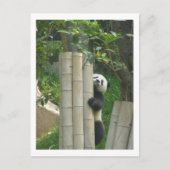 Het beklimmen van de panda briefkaart (Voorkant)