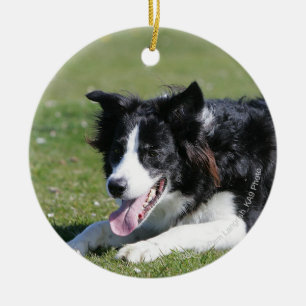 Het Bepalen van border collie Keramisch Ornament