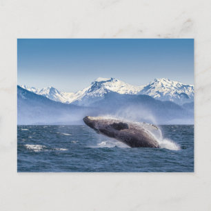 Het bereiken van de hoefjeswalvis in Alaska Briefkaart