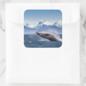 Het bereiken van de hoefjeswalvis in Alaska Vierkante Sticker (Tas)
