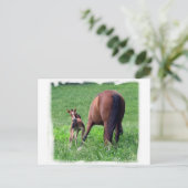 Het bereiken van Foal met Mare Briefkaart (Staand voorkant)