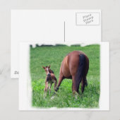 Het bereiken van Foal met Mare Briefkaart (Voorkant / Achterkant)