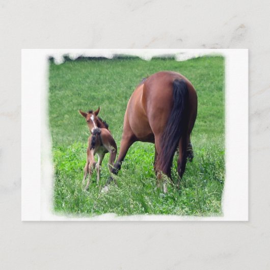 Het bereiken van Foal met Mare Briefkaart (Voorkant)