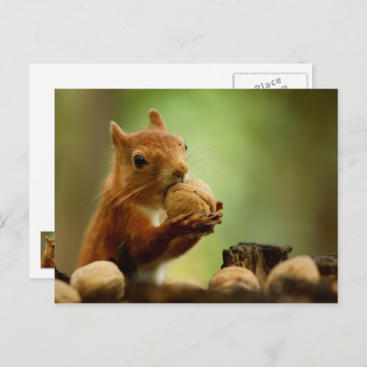 Het beste van de Bunch Briefkaart (Voorkant / Achterkant)