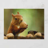 Het beste van de Bunch Briefkaart (Voorkant)