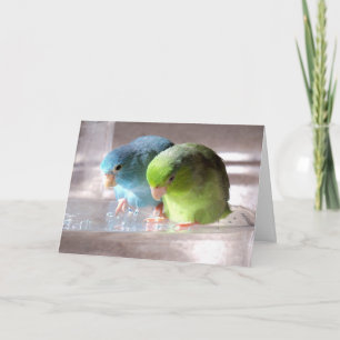 Het beste Wenskaart van de Vogels Parrotlet van Kaart