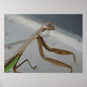 Het bidden Mantis bezoekt de Bibliotheek Poster