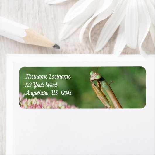 Het bidden Mantis omhoog Dichte Adres van de Natuu Etiket (Insitu)