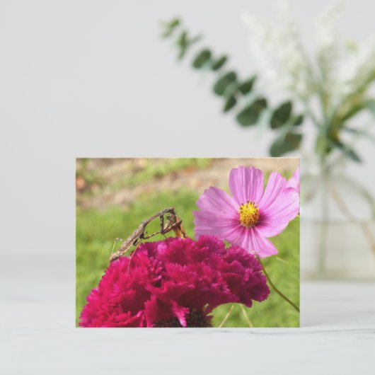 Het bidden van Mantis Het ontleden van een Moth Briefkaart (Staand voorkant)