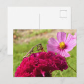 Het bidden van Mantis Het ontleden van een Moth Briefkaart (Voorkant / Achterkant)