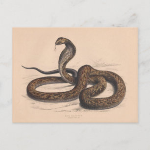 Het  biologische Briefkaart Cobra