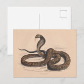 Het biologische Briefkaart Cobra (Voorkant / Achterkant)