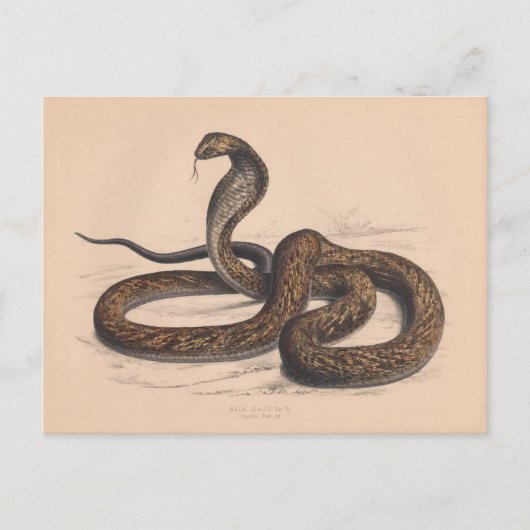 Het biologische Briefkaart Cobra (Voorkant)