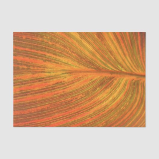 Het Blad van Canna Tissuepapier (Voorkant)