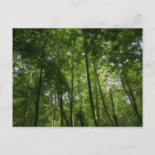 Het bladerdak van Woodland. Bossen van Blackweir,  Briefkaart