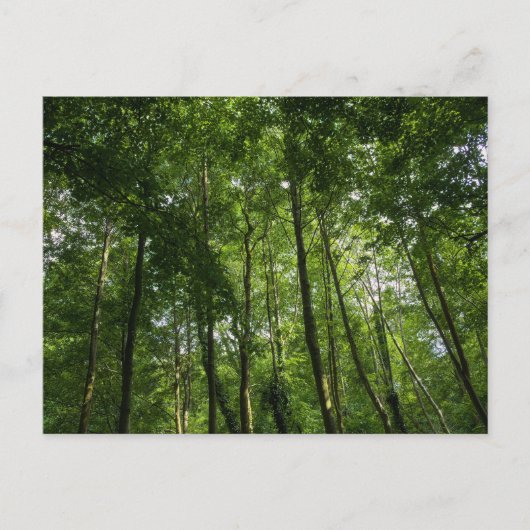 Het bladerdak van Woodland. Bossen van Blackweir,  Briefkaart (Voorkant)