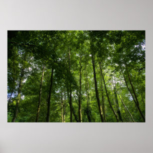 Het bladerdak van Woodland. Bossen van Blackweir,  Poster