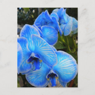 Het blauwe Briefkaart van de Orchideeën van de
