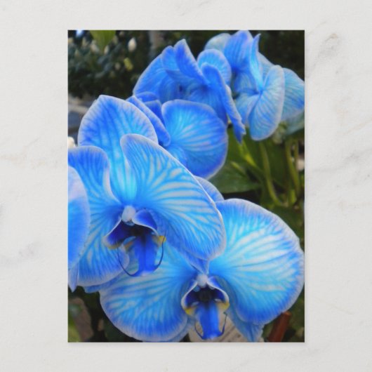 Het blauwe Briefkaart van de Orchideeën van de (Voorkant)