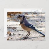 Het blauwe briefkaart van de Vlaamse gaai (Voorkant / Achterkant)