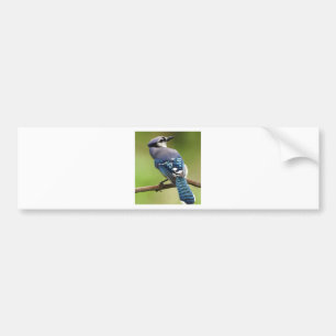 Het blauwe denken van de Vlaamse gaai aan u het Bumpersticker