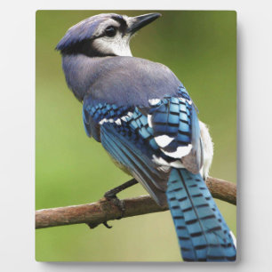 Het blauwe denken van de Vlaamse gaai aan u het Fotoplaat