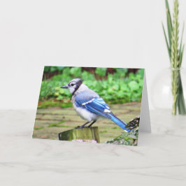 Het blauwe Wenskaart van de Vlaamse gaai Kaart