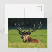 Het blijven rusten in de groene gras briefkaart (Voorkant / Achterkant)