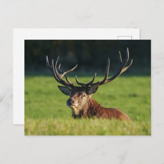 Het blijven rusten in de groene gras briefkaart (Voorkant / Achterkant)