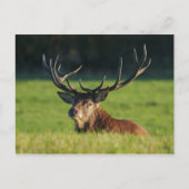 Het blijven rusten in de groene gras briefkaart (Voorkant)