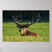 Het blijven rusten in de groene gras poster (Voorkant)