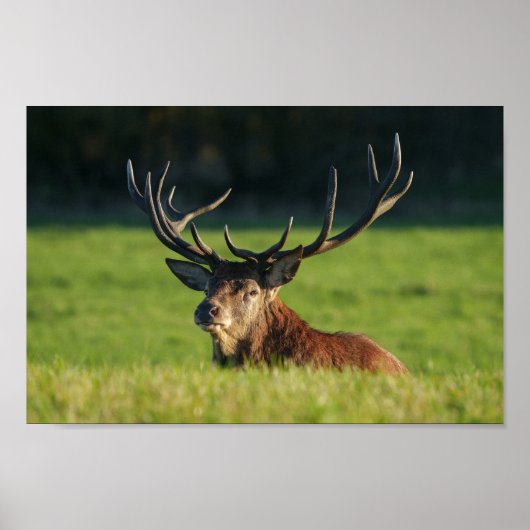 Het blijven rusten in de groene gras poster (Voorkant)